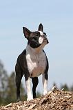 BOSTON TERRIER 262